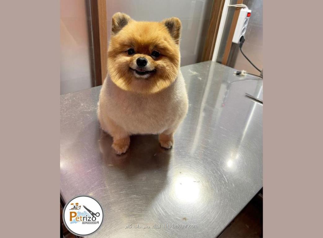 بچه گربه بریتیش