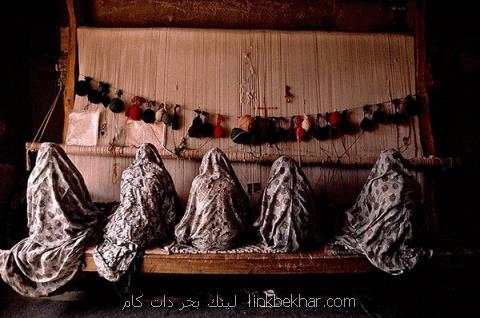 بیمه بر دار قالی می نشیند؟