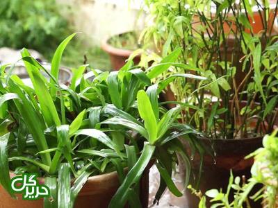 چند ترفند برای خوشگلاسیون منزل با گیاهان آپارتمانی